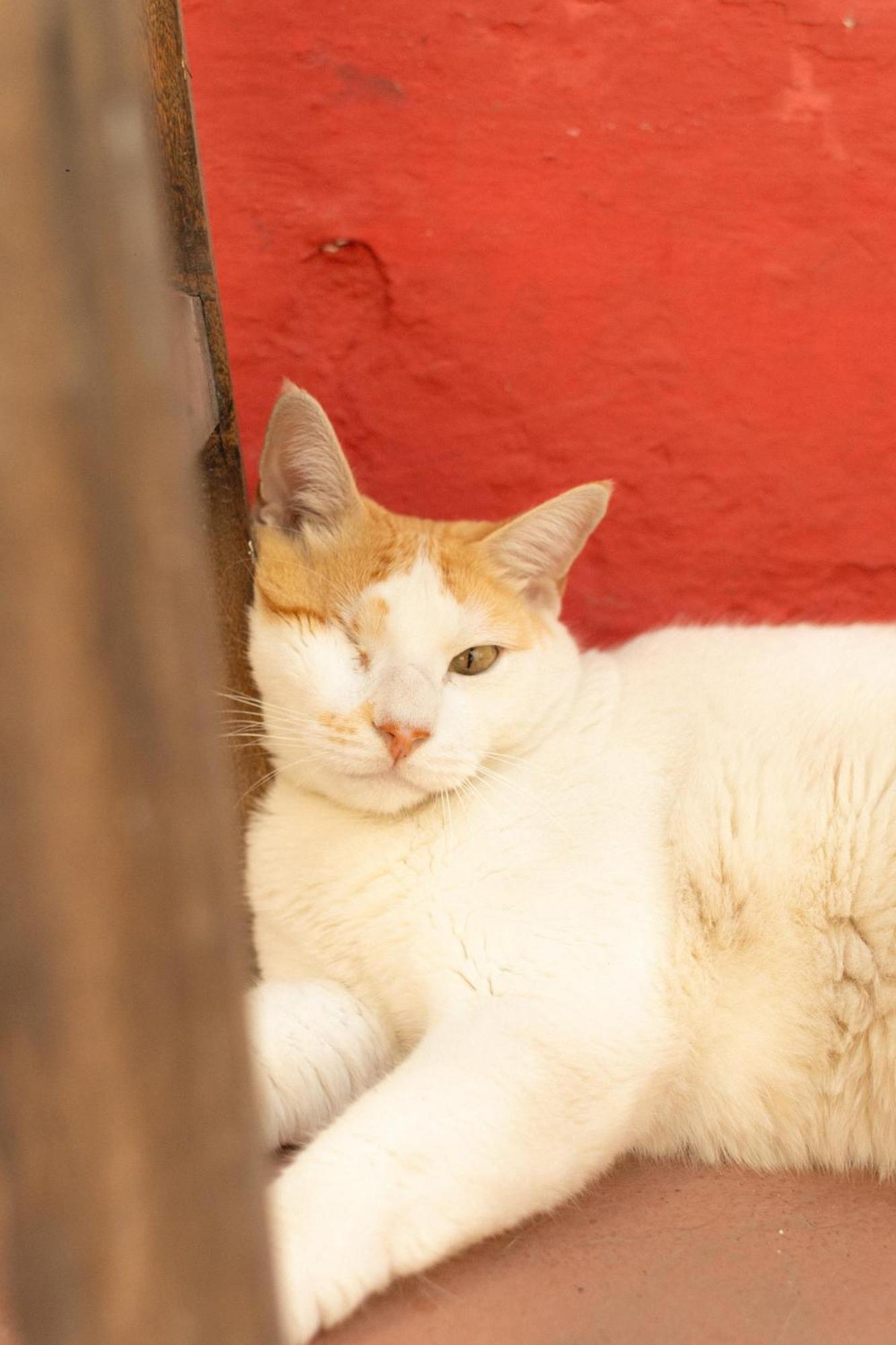 Zili Pernambuco - Hostel Pousada Recife Eksteriør bilde
